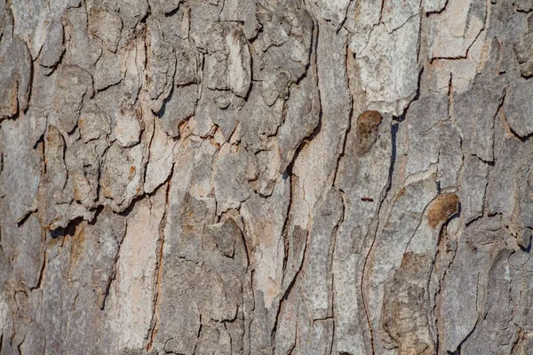 Ένα Κοντινό Πλάνο Μιας Γκρίζας Υφής Φλοιού Δέντρου — Φωτογραφία Αρχείου