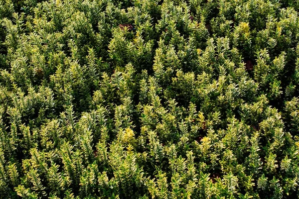 High Angle Shot Thick Growth Plants Small Leaves Great Nature — Stock Photo, Image