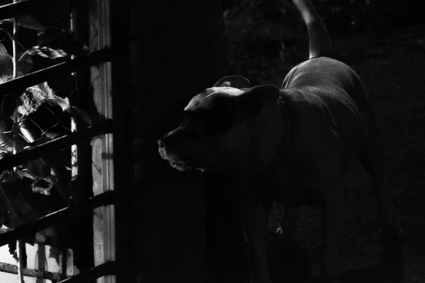 Серый Снимок Очаровательного Питбуля Смотрящего Через Забор — стоковое фото