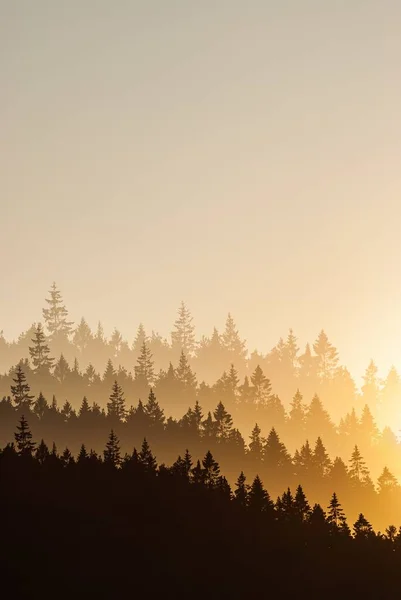 Pionowe Ujęcie Sylwetek Jodłowych Wzgórzu Podczas Zachodu Słońca — Zdjęcie stockowe