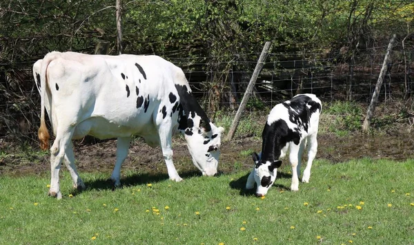 Eine Holsteinkuh Und Ein Kalb Grasen Auf Der Grünen Wiese — Stockfoto