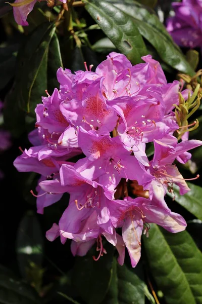 Närbild Skott Vackra Rhododendron Blommor Blommar Parken — Stockfoto