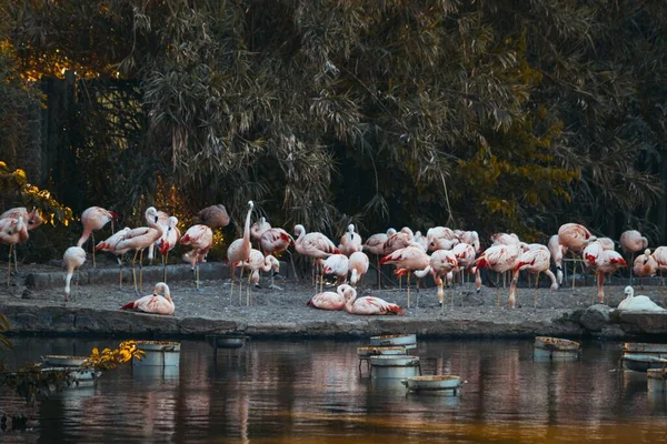 Bando Flamingos Debaixo Das Árvores Corpo Lago — Fotografia de Stock