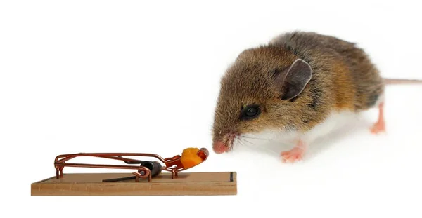 Ένα Κοντινό Πλάνο Του Ελαφιού Ποντίκι Και Δόλωμα Παγίδα Που — Φωτογραφία Αρχείου