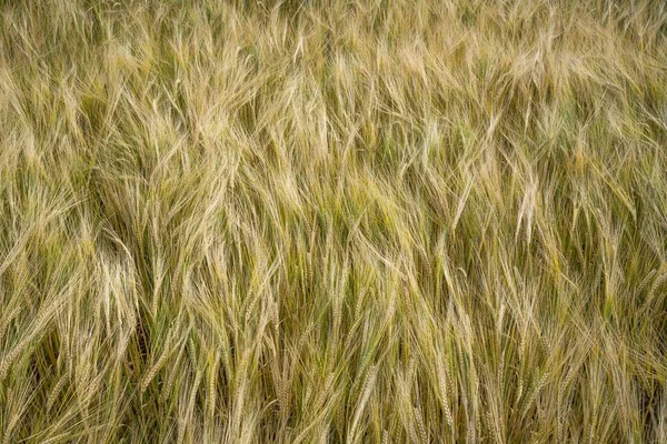 Tiro Perto Campo Cereais Cevada Durante Dia — Fotografia de Stock