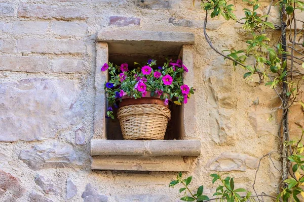 Primo Piano Bella Calibrachoa Colorato Una Pentola Muro Mattoni — Foto Stock