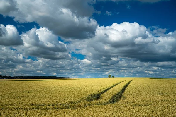 Tractor Encuentra Campo Trigo Una Zona Rural Bajo Cielo Nublado —  Fotos de Stock