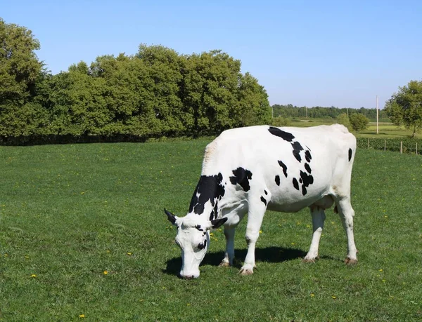 Una Vaca Blanca Con Puntos Negros Pastando Campo Verde Concepto —  Fotos de Stock