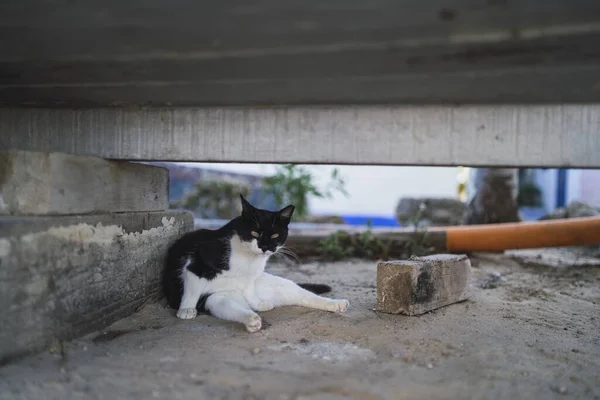 Uma Vista Gato Preto Branco Sob Banco Praia — Fotografia de Stock