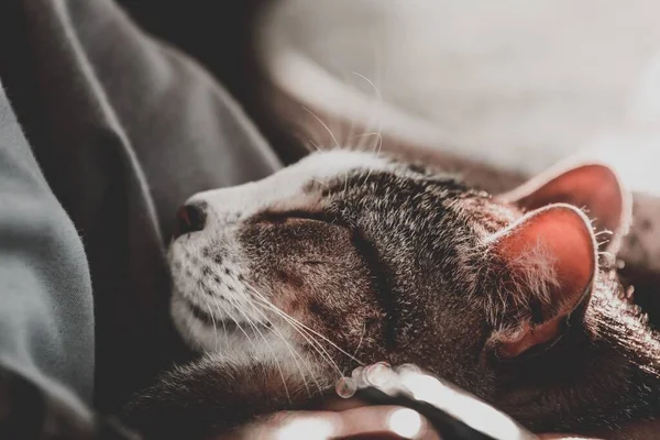 Eine Selektive Fokusaufnahme Einer Verschlafenen Niedlichen Hauskatze Mit Verschwommenem Hintergrund — Stockfoto
