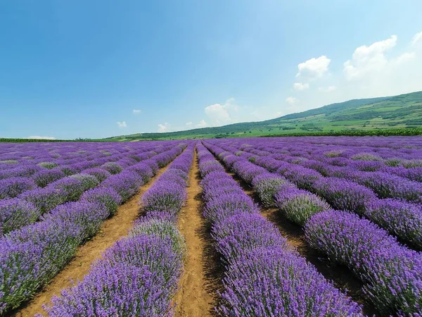 Cenário Hipnotizante Campo Com Linhas Lavanda Florida — Fotografia de Stock