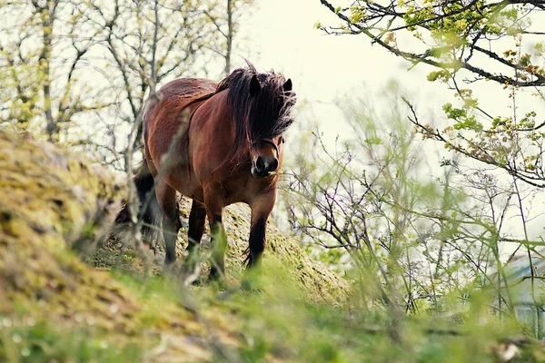 在森林里放养一匹棕色野马的选择性镜头 — 图库照片