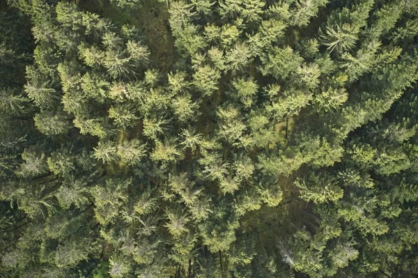 Een Hoge Hoek Opname Van Prachtige Groene Bomen Een Veld — Stockfoto