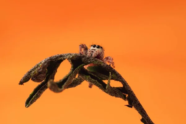 Detailní Záběr Skákajícího Pavouka Sušeném Vzkříšení Kapradí Oranžovém Pozadí — Stock fotografie