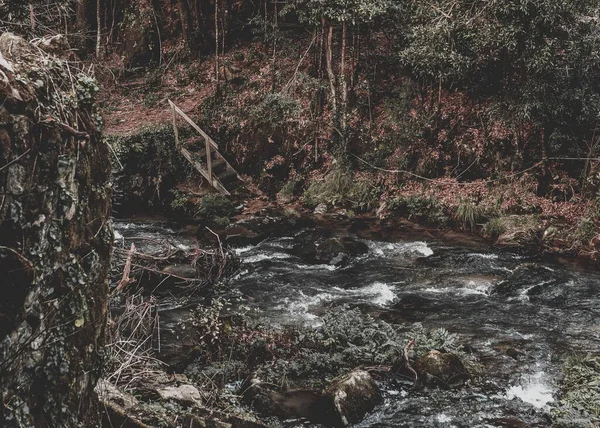 Vysokoúhlé Záběry Řeky Obklopené Stromy Rostlinami Zachycenými Lese — Stock fotografie