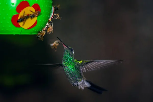 Ein Selektiver Fokus Nahaufnahme Von Grün Gekrönten Brillanten Kolibri Fliegen — Stockfoto