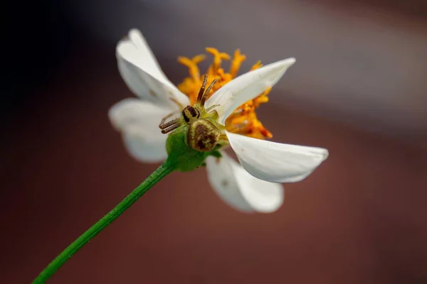 Macro Primer Plano Una Araña Cangrejo Verde Una Flor Blanca —  Fotos de Stock