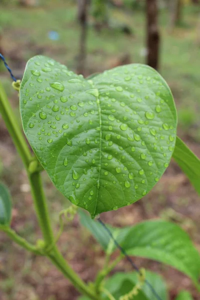 Primer Plano Las Gotas Agua Sobre Una Hoja Verde Fresca — Foto de Stock