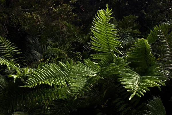 Les Belles Plantes Croissance Dans Jungle Bon Pour Les Fonds — Photo