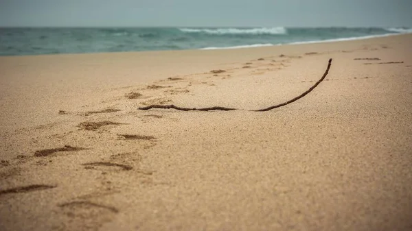 Una Selettiva Messa Fuoco Pezzo Legno Sulle Sabbie Della Spiaggia — Foto Stock
