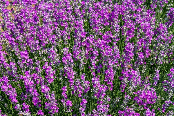 Uma Paisagem Close Belo Campo Lavanda Perfeito Para Fundo Natural — Fotografia de Stock