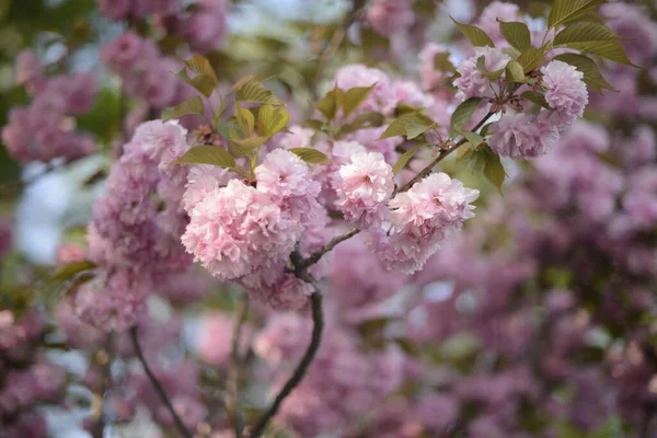 Krásný Detailní Záběr Kvetoucí Růžové Divoké Květiny Stromě — Stock fotografie
