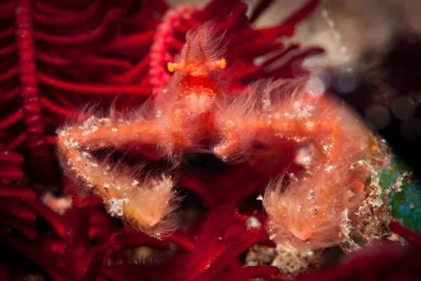 Tiro Mágico Cangrejo Rojo Llamado Orangután —  Fotos de Stock