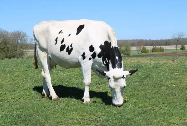 Μια Αγελάδα Holstein Βόσκηση Πράσινο Γρασίδι Τομέα — Φωτογραφία Αρχείου