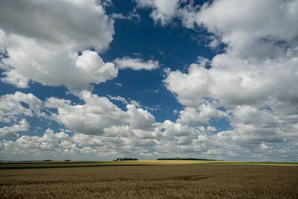 Široký Úhel Záběru Obilí Ječmene Pod Oblohou Plnou Mraků — Stock fotografie