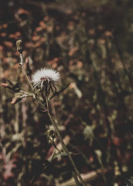 Eine Vertikale Selektive Fokusaufnahme Eines Schönen Löwenzahns Aufgenommen Einem Wald — Stockfoto