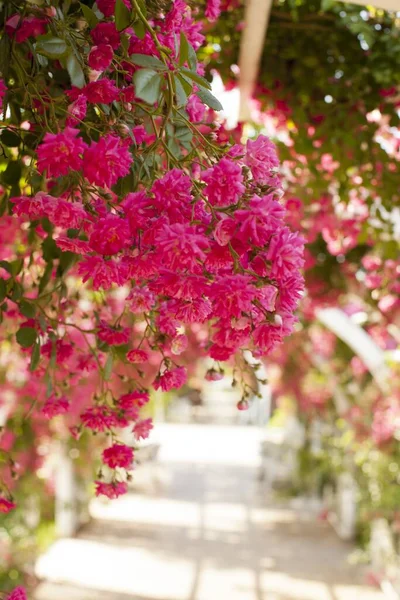 Tiro Foco Seletivo Vertical Flores Veludo Rosa Brilhante Florescendo Pendurado — Fotografia de Stock