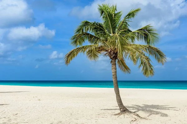 Schöner Blick Auf Eine Palme Idyllischen Weißen Sand Des Eagle — Stockfoto