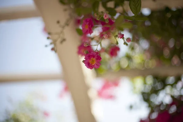 Tiro Foco Seletivo Belo Banco Rosas Com Luz Bokeh Fundo — Fotografia de Stock