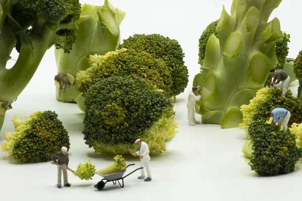 Skalenlig Modell Miniatyrfigurer Som Arbetar Grön Broccolis — Stockfoto