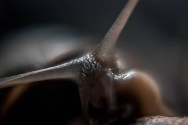 カタツムリの触手の選択的焦点ショット — ストック写真