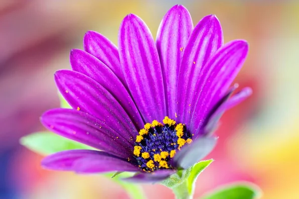 Närbild Bild Bild Osteospermum Serenity Purple Eller Afrikansk Tusensköna Blomma — Stockfoto