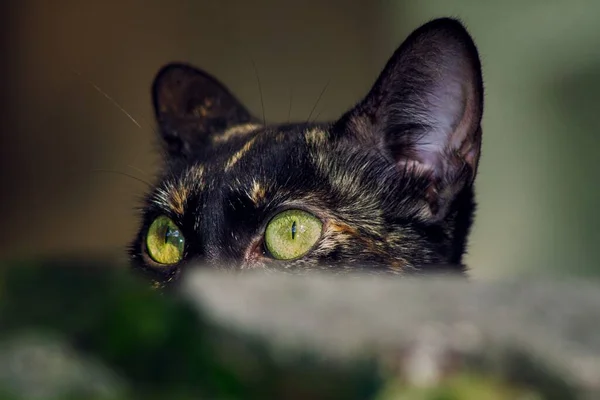 一只黑猫的特写镜头 它有橙色 金色斑点和绿色的眼睛 — 图库照片