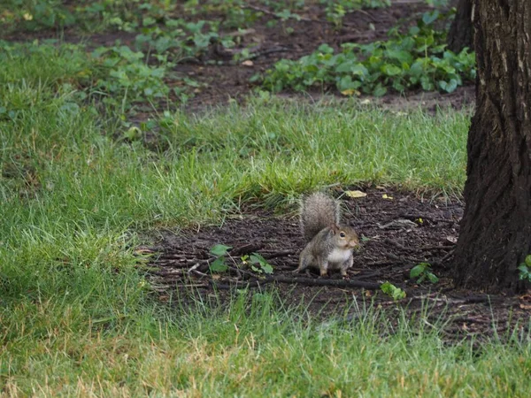 Ein Eichhörnchen Der Nähe Eines Baumes Mit Zweigen Und Gräsern — Stockfoto