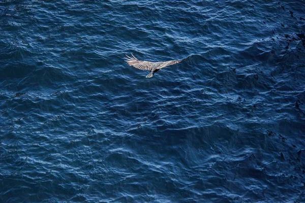 Hnědý Krůtí Sup Létající Nad Vlnitým Mořem — Stock fotografie