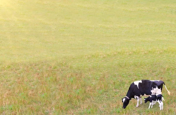 草の畑に子牛の放牧がある黒と白の牛 — ストック写真