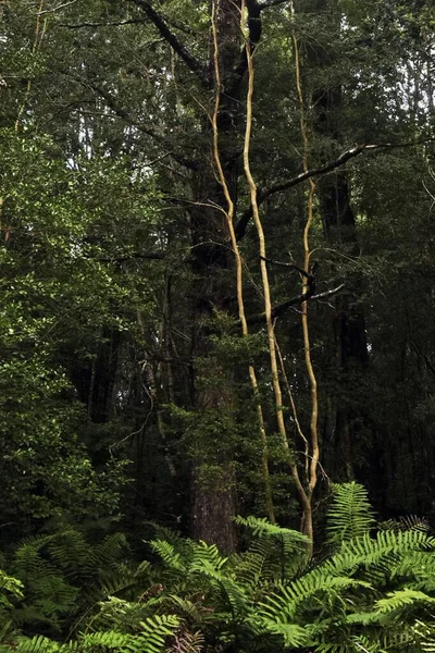 Δέντρα Στο Δάσος Καλυμμένα Βρύα Τέλεια Για Ταπετσαρίες — Φωτογραφία Αρχείου