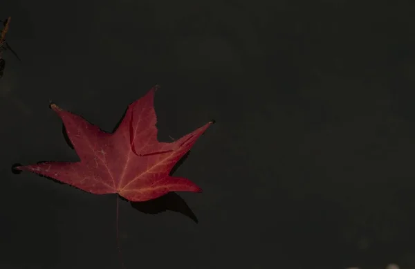Κοντινό Πλάνο Ενός Κόκκινου Φθινοπωρινού Φύλλου Στο Νερό — Φωτογραφία Αρχείου