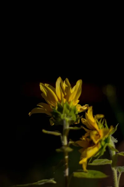 Jardín Los Hermosos Girasoles Crecimiento —  Fotos de Stock