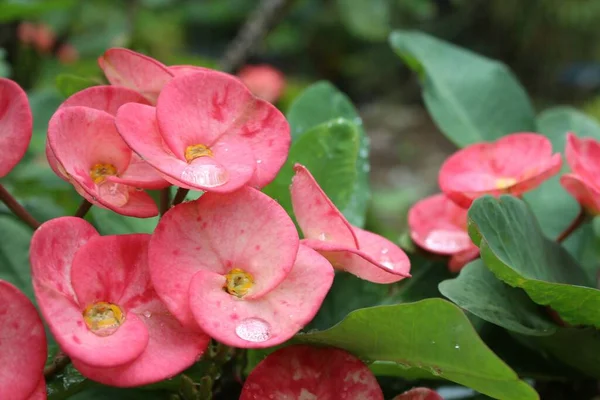 Szelektív Fókusz Felvétel Rózsaszín Euphorbia Milii Virágok Vízcseppekkel — Stock Fotó