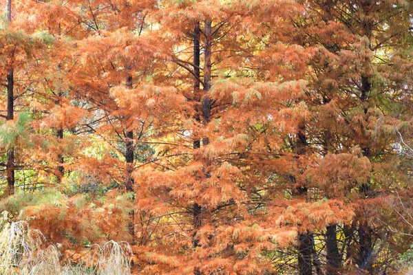 Die Schönen Bunten Bäume Herbst Toll Für Tapeten — Stockfoto