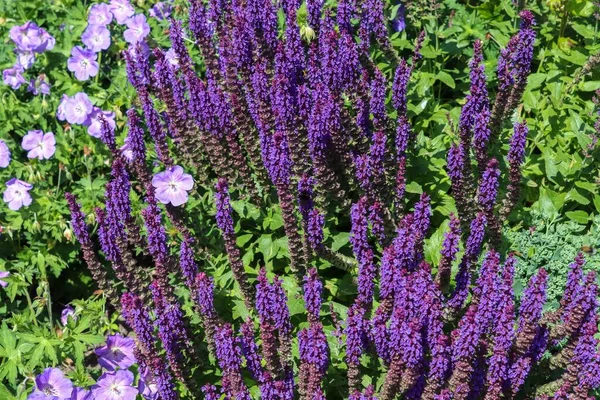 Eine Nahaufnahme Von Lavendel Mit Grünen Blättern Und Hellvioletten Wildblumen — Stockfoto