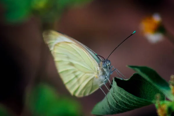 Macro Gros Plan Papillon Chou Assis Sur Une Feuille Fermée — Photo