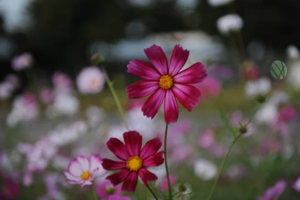 Campo Belas Flores Silvestres Rosa Roxo Coréia — Fotografia de Stock