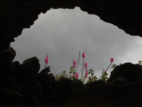 Saída Uma Caverna Malta Com Plantas Snapdragon Flores Entrada — Fotografia de Stock