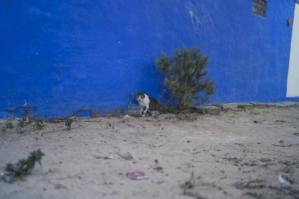 Blick Auf Eine Katze Sand Strand Mit Blauem Hintergrund — Stockfoto